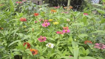 zinnias blooming in the garden. This flower has a very thin and stiff flower crown similar to a sheet of paper. Zinia consists of 20 species of plants video