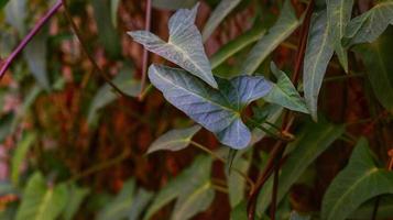 Green Leaves In The Garden In Karachi Pakistan 2022 photo