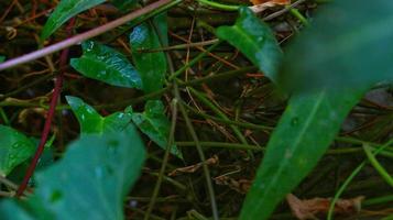 hojas verdes en el jardín en karachi pakistán 2022 foto