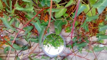 Green Leaves In The Garden In Karachi Pakistan 2022 photo