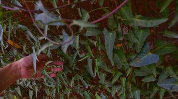 Green Leaves In The Garden In Karachi Pakistan 2022 photo