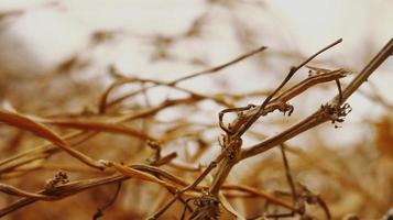 Closeup Of Dried Leaves and Twigs In Forest in Karachi Pakistan 2022 photo