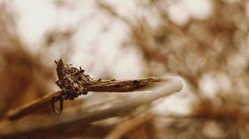 Closeup Of Dried Leaves and Twigs In Forest in Karachi Pakistan 2022 photo