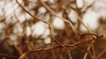 Closeup Of Dried Leaves and Twigs In Forest in Karachi Pakistan 2022 photo