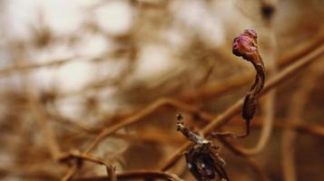 Closeup Of Dried Leaves and Twigs In Forest in Karachi Pakistan 2022 photo