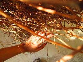 mano de mujer a la luz del sol en un arbusto seco en karachi pakistán 2022 foto