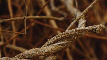 Closeup Of Dried Leaves and Twigs In Forest in Karachi Pakistan 2022 photo