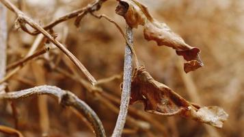 Closeup Of Dried Leaves and Twigs In Forest in Karachi Pakistan 2022 photo