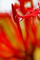 Closeup Of Dew Drops on Red Flower in Karachi Pakistan 2022 photo