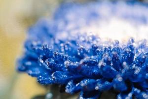 Closeup Of Dew Drops On Dark Blue Flowers in Karachi Pakistan 2022 photo