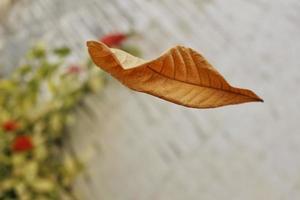 Dry Leaf Falling From Tree In Mid Air Shot In Karachi Pakistan 2022 photo