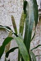 Green Leaves In The Garden In Karachi Pakistan 2022 photo