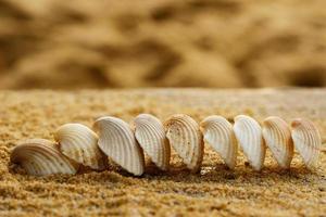 Seashells and sand photo
