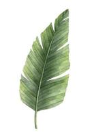 Watercolor green Palm Leaf. Hand drawn illustration of exotic Tropical jungle tree on isolated background. Summer drawing of plant branch. Botanical drawing for any design. Sketch of nature vector