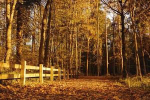 Landscape of autumn park at warm sunny day photo