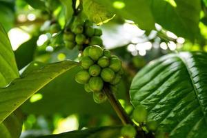 granos de café en el arbusto en la plantación foto