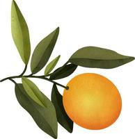 Oranges on a branch. Isolated watercolor illustrartion of citrus tree with leaves. vector