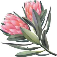 Hand drawn watercolor pink protea flowers, isolated illustration on a white background vector