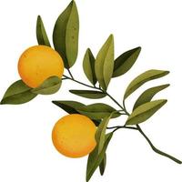 Oranges on a branch. Isolated watercolor illustrartion of citrus tree with leaves. vector