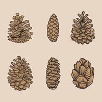 Brown Pine Cones Vector Illustration