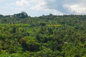 Aerial view of palm trees and rice terraces photo