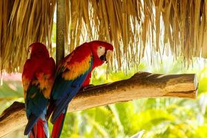 Beautiful macaw parrots sitting on the branch photo