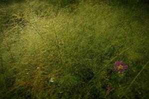 pequeña flor de hierba en la luz dorada de la mañana foto