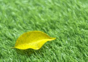 Yellow fall leaf on the artificial grass by shallow depth of field photo