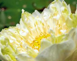 Detail of white lotus blossom flower photo