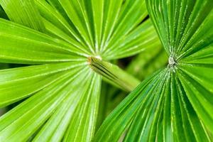 hojas de palma frescas como fondo foto
