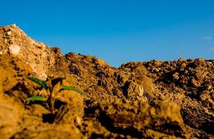 Buds of morning glory sprout up rocky mound photo