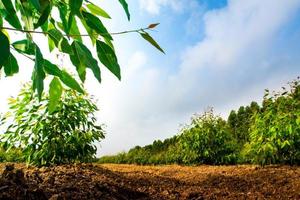 Row of Eucalyptus tree in the farm photo