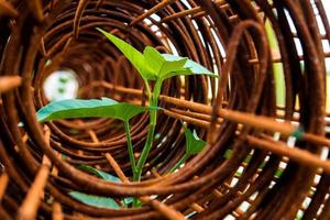 Leaf of morning glory insert in roll of rusty steel wire mesh photo