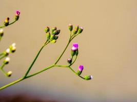 pequeña flor de hierba de hierro en la luz de la mañana foto