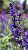 Violet Salvia Divinorum or Sage Of The Diviners flower detail close up at the garden. photo