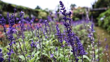 Violet Salvia Divinorum or Sage Of The Diviners flower detail close up at the garden. photo