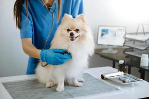 perro pomeraniano recibiendo inyección de vacuna durante la cita foto