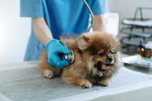 veterinario masculino en ropa de trabajo escuchando el aliento de un perro pequeño con fonendoscopio. foto