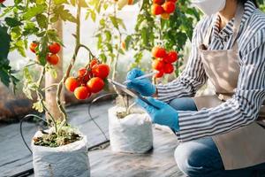 Woman watching organic tomatoes using digital tablet in greenhouse, Farmers working photo