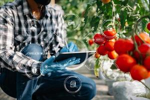 agricultor inteligente que usa la aplicación por conceptos de tableta verduras y tomate en el invernadero. e icono visual. agricultura inteligente foto