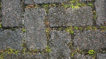 textura de bloque de pavimentación con malezas en los huecos como fondo foto