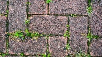 paving block texture with weeds in the cracks in the background photo