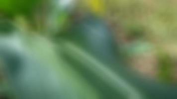 a little grasshopper on a corn leaf photo