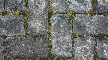paving block texture with weeds in the gaps as background photo