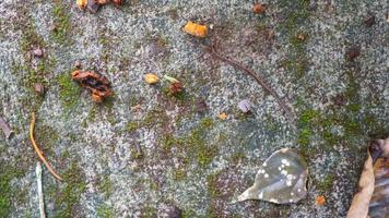 textura de carretera de hormigón cubierto de musgo con hojas que caen foto
