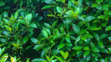 beautiful green foliage as background photo