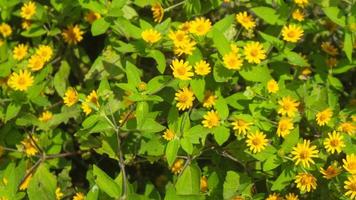 hermosas e impresionantes flores de medallón de oro foto