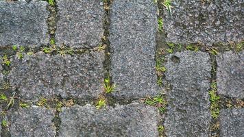 paving block texture with weeds in the gaps as background photo