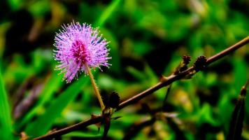 beautiful pink flowers in the green grass photo