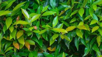 beautiful green foliage as background photo